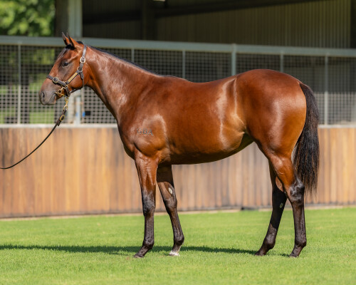 Lot 529: Russian Revolution / Thunder Lady (NZ)