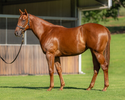 Lot 539: Street Boss (USA) / Turaathy