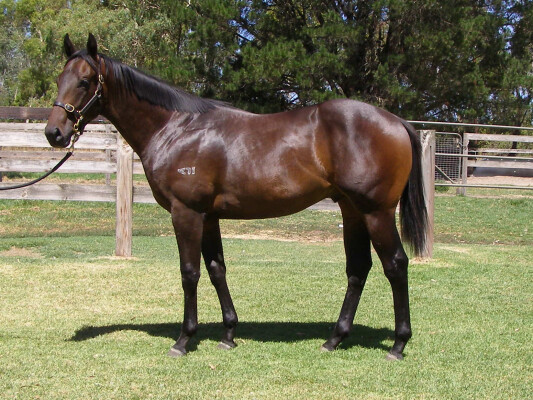 Lot 153: Nicconi / Elan Grenadine