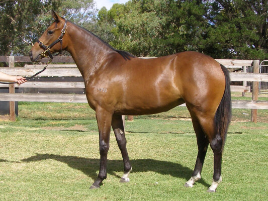 Lot 486: Wild Ruler / Spanish Miracle
