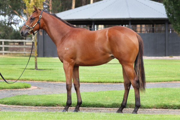 Lot 744: Churchill (IRE) / Savannabeel