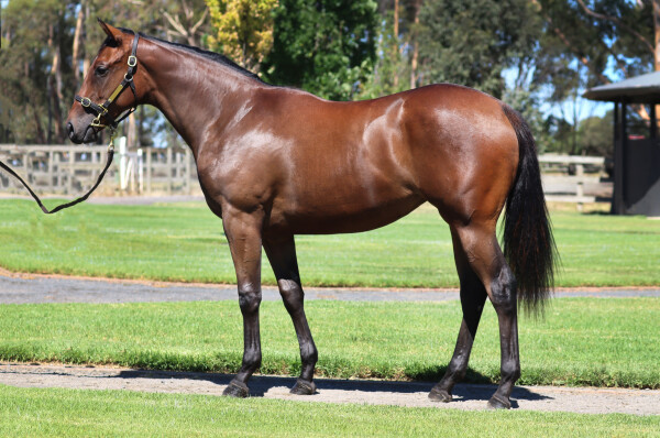 Lot 325: Zousain / Miss Promiscuity