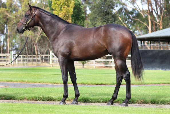 Lot 516: Shamus Award / Tahanee (ARG)