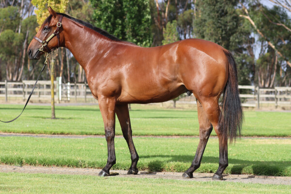 Lot 491: Hanseatic / Split Lip