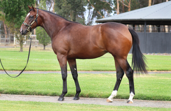 Lot 608: Hanseatic / Chickadee