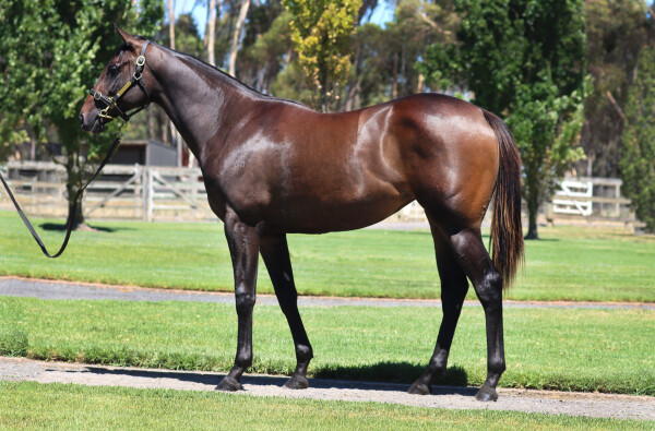 Lot 109: Shamus Award / Cicero Field