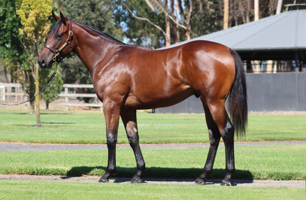 Lot 115: Zoustar / Crack the Code