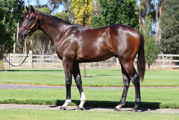 Lot 201: Frankel (GB) / Heavenly Curlin (USA)