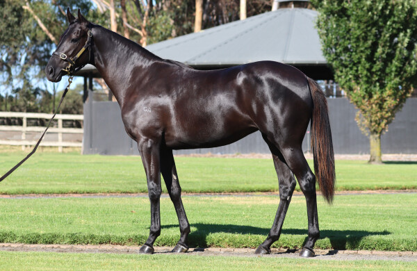 Lot 600: Shamus Award / Call Me Royal