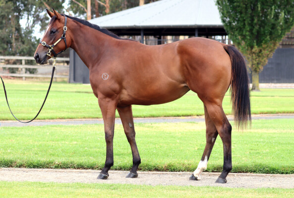 Lot 682: Home Affairs / Lost (IRE)
