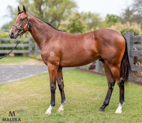 Lot 58: Shalaa (IRE) / Baroda