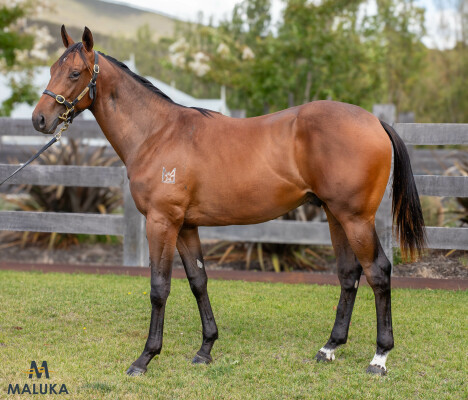 Lot 76: Brutal (NZ) / Bohemian Rose