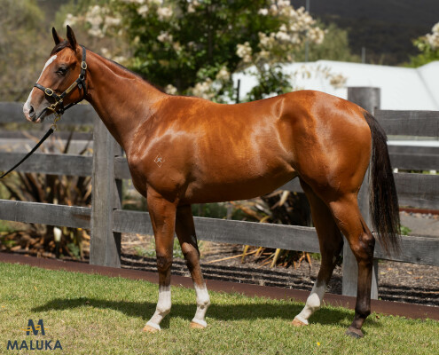 Lot 267: Star Witness / Leotie