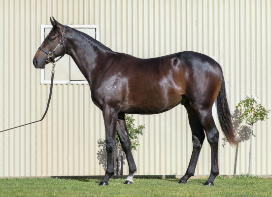 Lot 9: Palace Pier (GB) / Zilva