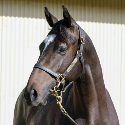 Lot 9: Palace Pier (GB) / Zilva