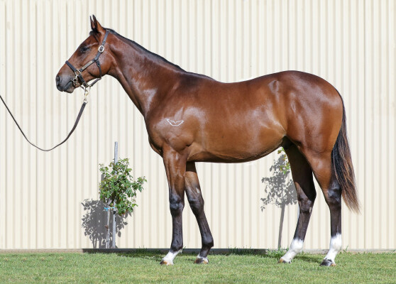 Lot 128: Pinatubo (IRE) / Deal Flow