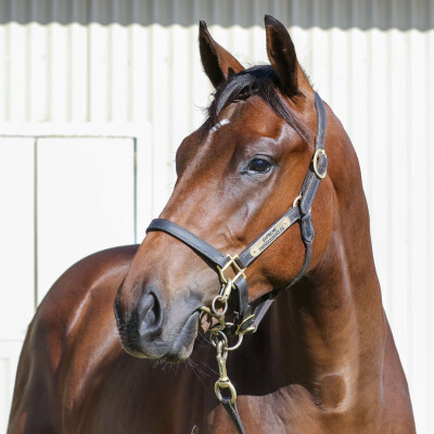 Lot 128: Pinatubo (IRE) / Deal Flow