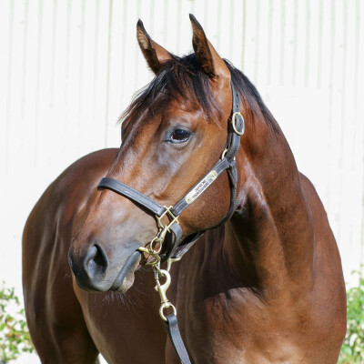 Lot 128: Pinatubo (IRE) / Deal Flow