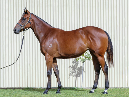 Lot 193: Home Affairs / Grey Shadow (IRE)