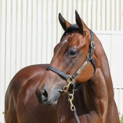 Lot 193: Home Affairs / Grey Shadow (IRE)