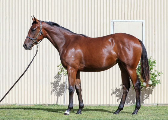 Lot 241: Pierro / Keppel Bay