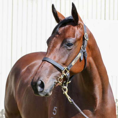 Lot 241: Pierro / Keppel Bay