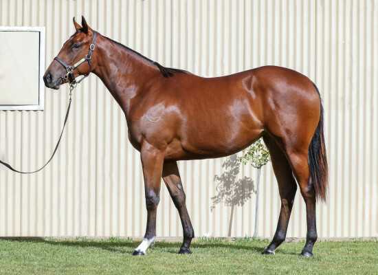 Lot 324: Blue Point (IRE) / Miss Proctor