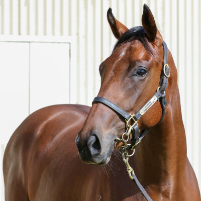 Lot 324: Blue Point (IRE) / Miss Proctor