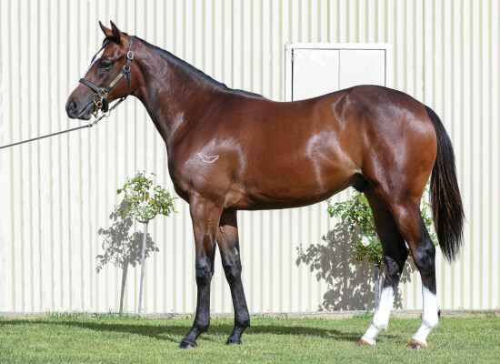 Lot 402: Dundeel (NZ) / Rapid Rose