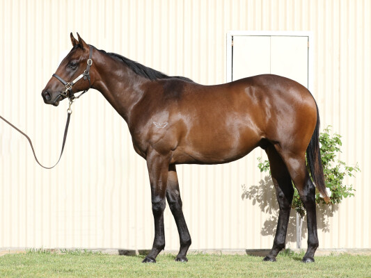 Lot 523: Pinatubo (IRE) / Teramia