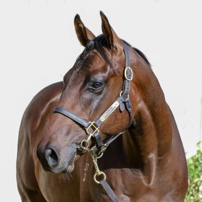 Lot 523: Pinatubo (IRE) / Teramia