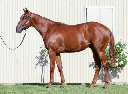 Lot 537: Pinatubo (IRE) / True Priority