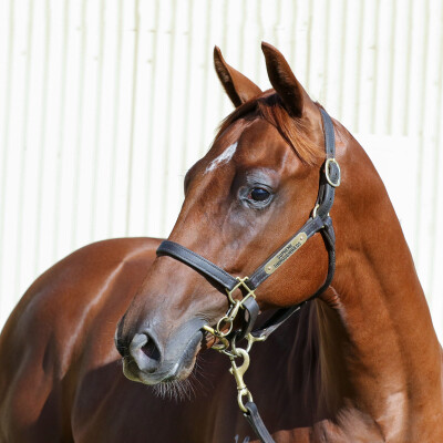 Lot 537: Pinatubo (IRE) / True Priority