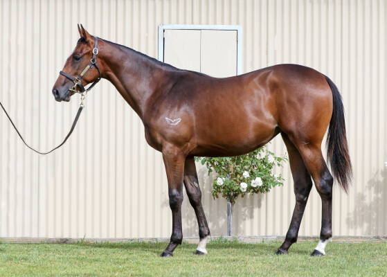 Lot 730: Nicconi / Remain Humble