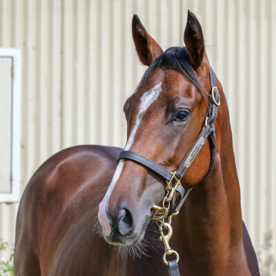 Lot 730: Nicconi / Remain Humble