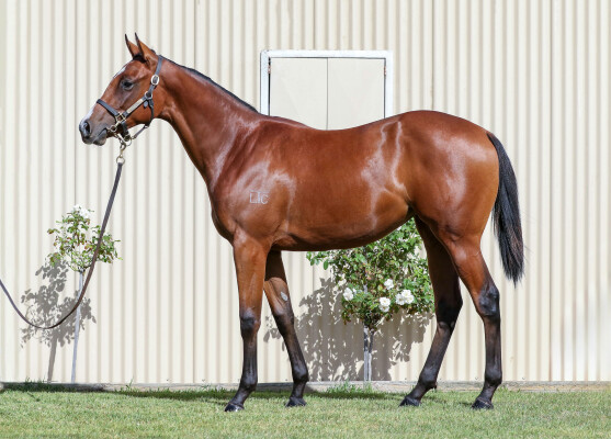 Lot 775: Dirty Work / Tango Express