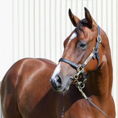 Lot 775: Dirty Work / Tango Express