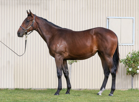 Lot 783: Nicconi / Think Diamonds