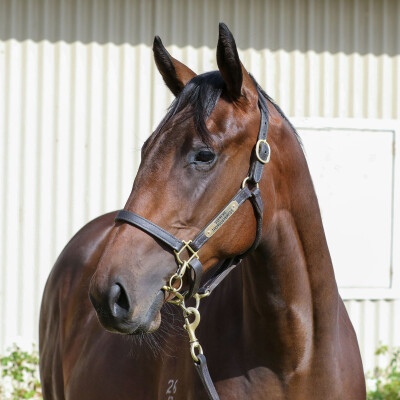 Lot 783: Nicconi / Think Diamonds