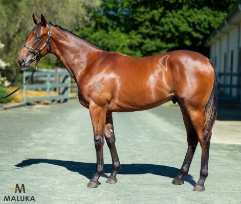 Lot 114: Shamus Award / Cotillard