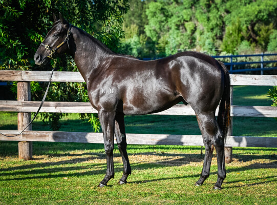 Lot 120: Brutal (NZ) / Dagny (NZ)