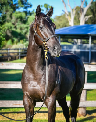 Lot 120: Brutal (NZ) / Dagny (NZ)