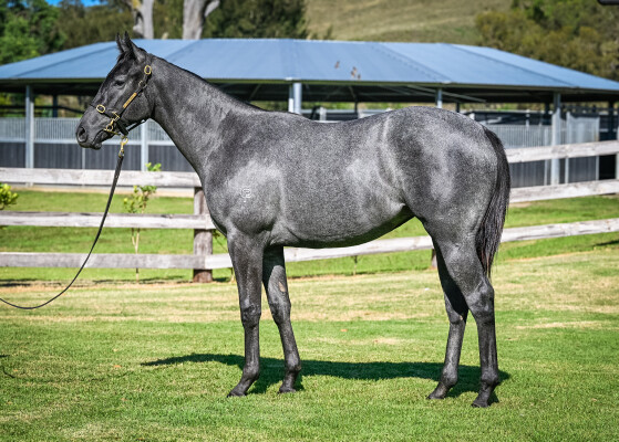 Lot 131: Palace Pier (GB) / Deja Blue