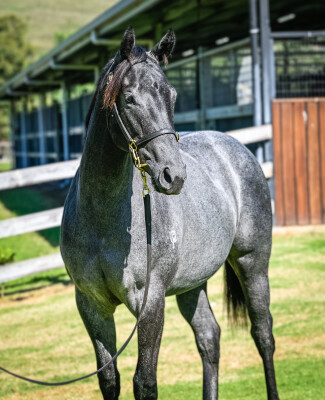 Lot 131: Palace Pier (GB) / Deja Blue