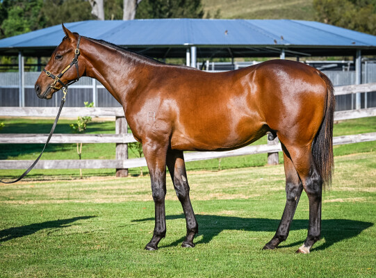 Lot 230: Pierata / Just as Soon (JPN)