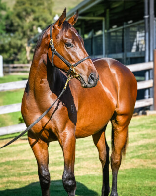 Lot 230: Pierata / Just as Soon (JPN)