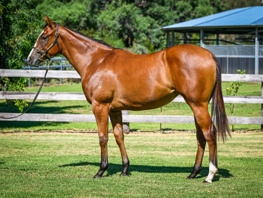 Lot 265: Deep Field / Laughen Hard