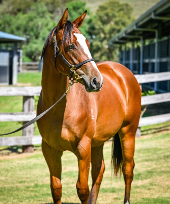 Lot 265: Deep Field / Laughen Hard