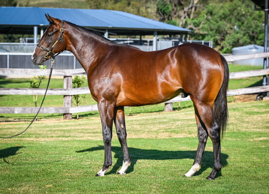 Lot 362: Dundeel (NZ) / One More Try