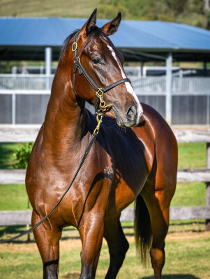 Lot 362: Dundeel (NZ) / One More Try